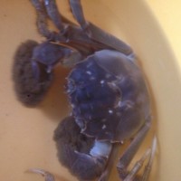 姜汁红糖老酒蟹——暖身菜的做法图解1