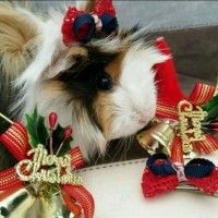 广东梅干菜蒸扣肉