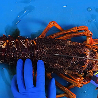 做正宗新西兰峡湾龙虾刺身的图片步骤3