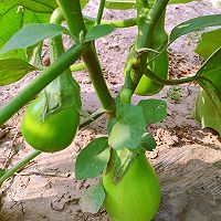 做正宗豆瓣酱炒茄条的图片步骤1